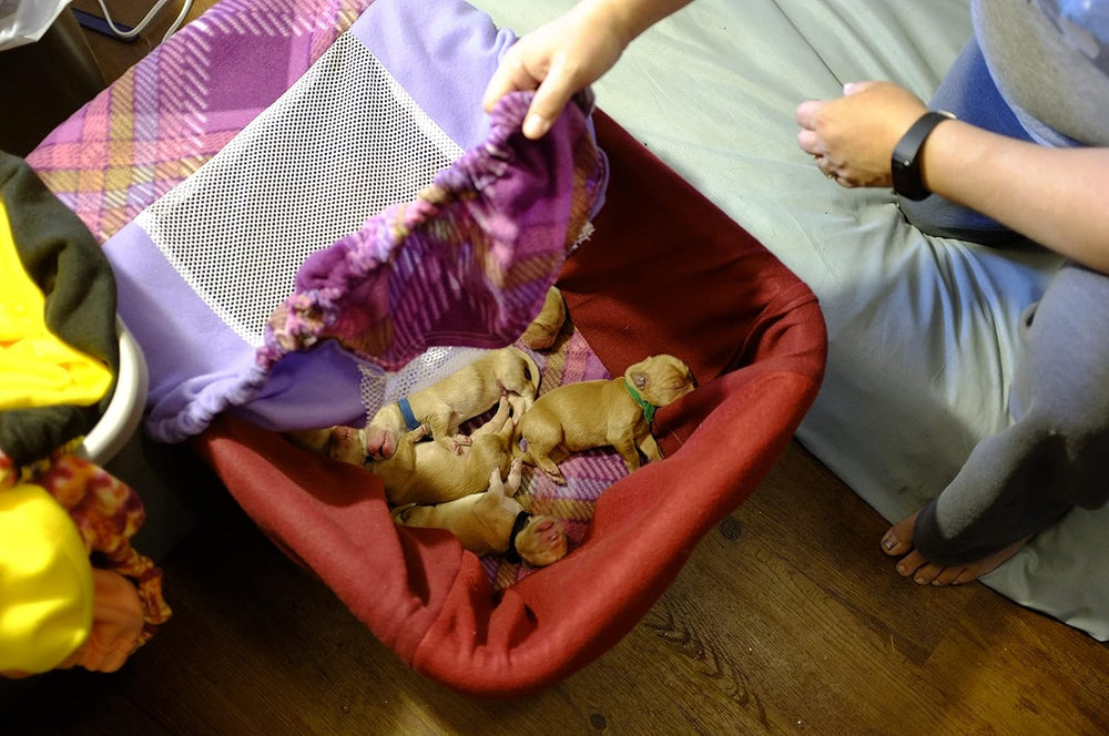 Fleece Laundry Basket Liner and Lid Set for Puppy Whelping, Small Animal Tran...