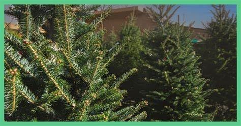 AP Fragrance Belfair Oaks Room Fragrance Air Freshener Spray Christmas Tree - Image 6