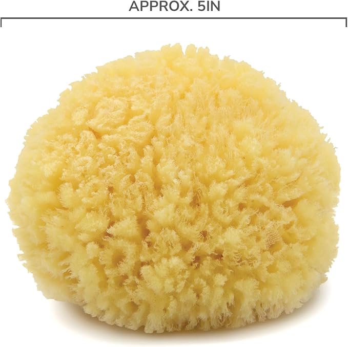 Neptune Caribbean Sea Sponge, Hand Cut, Approx. 5-6 inches - Image 3