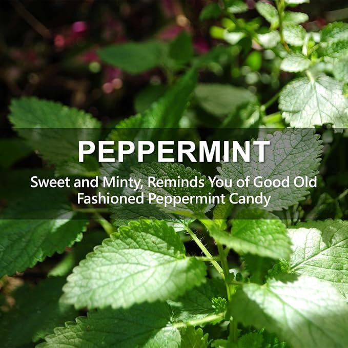 ROSE COTTAGE Large 12 Packs Peppermint Hanging Closet Deodorizer Air Freshener - Image 5