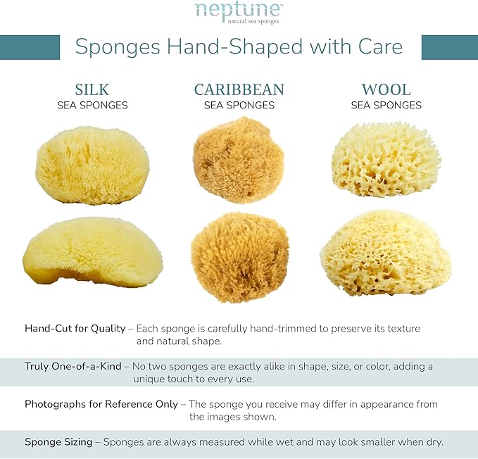 Neptune Caribbean Sea Sponge, Hand Cut, Approx. 4-5 inches - Image 4