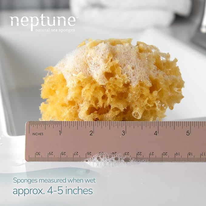 Neptune Caribbean Sea Sponge, Hand Cut, Approx. 4-5 inches - Image 2