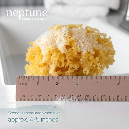 Neptune Caribbean Sea Sponge, Hand Cut, Approx. 4-5 inches - Image 2